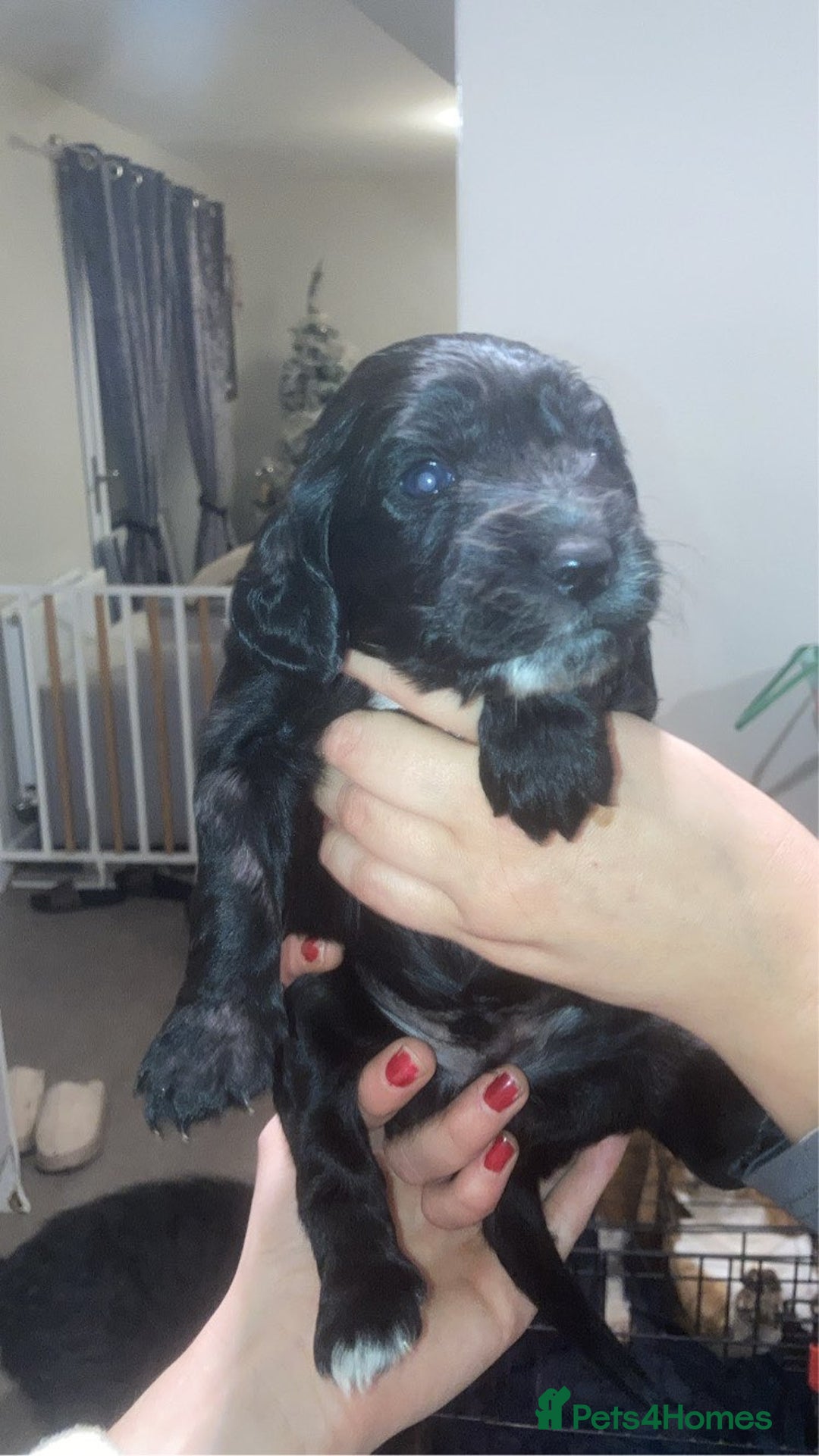Cockapoo dogs for sale: 6 beautiful F2 cockapoos for sale!    - Advert 26