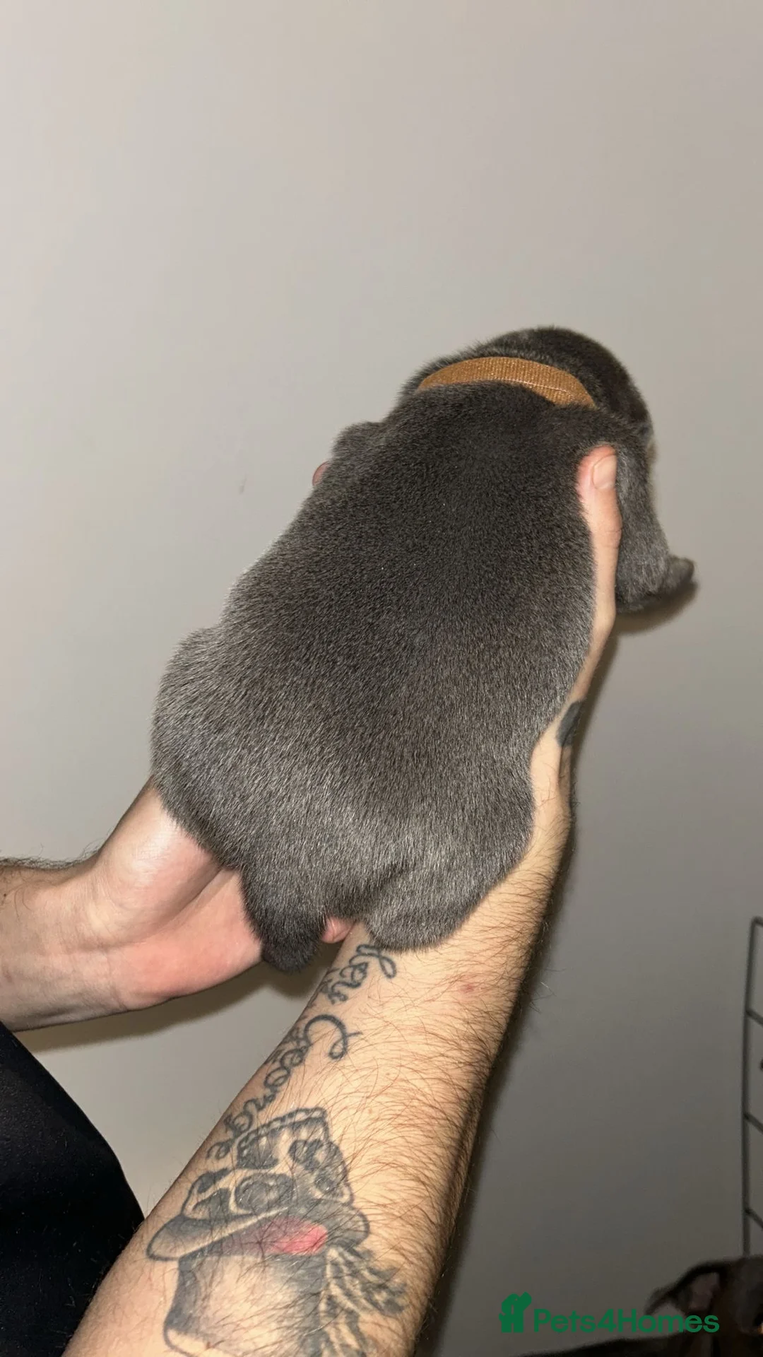 Staffordshire Bull Terrier dogs for sale: Blue staffie puppies   - Advert 13