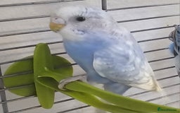 Budgerigars birds for sale: Budgies available for new homes - Image 10