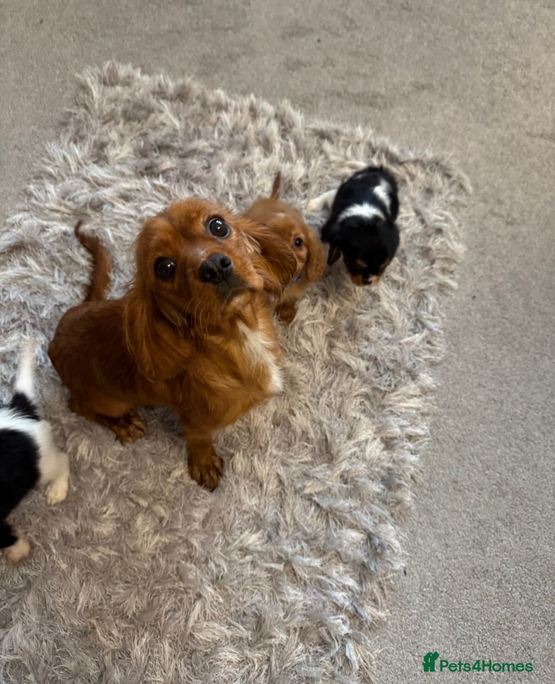 Cavalier King Charles Spaniel dogs for sale: Health tested cavalier King Charles  - Advert 10