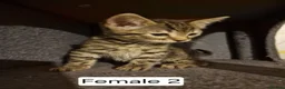 Mixed Breed cats for sale: Mix Bengal Bombay - Advert 4