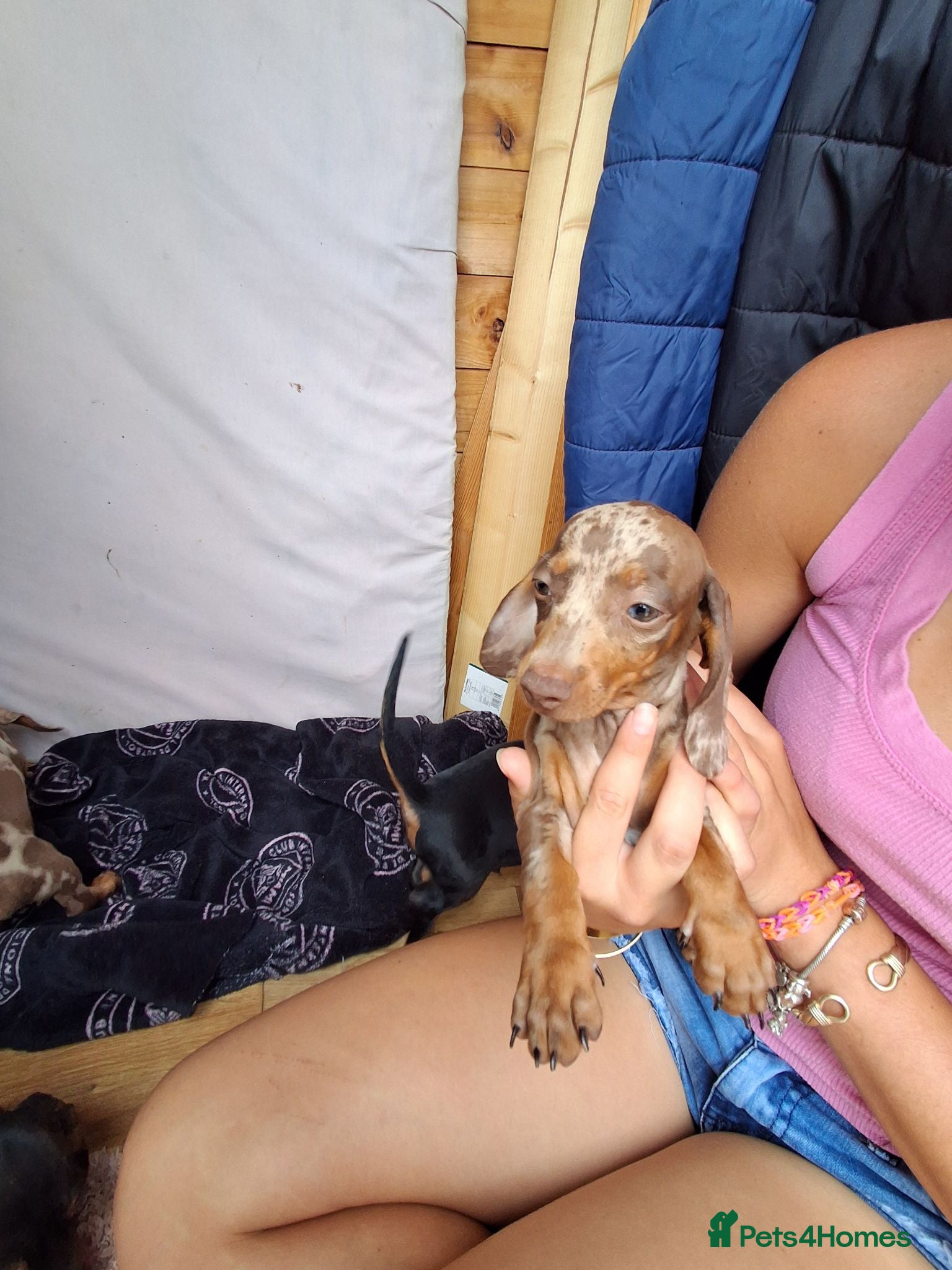 Miniature Dachshund dogs Beautiful Miniature Dachshund Stuning little pups. - Advert 1