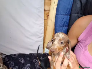 Miniature Dachshund dogs Beautiful Miniature Dachshund Stuning little pups. - Advert 1