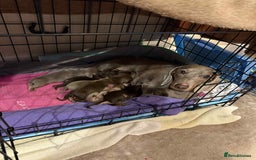 Miniature Dachshund dogs for sale: Miniature daxies - Advert 1