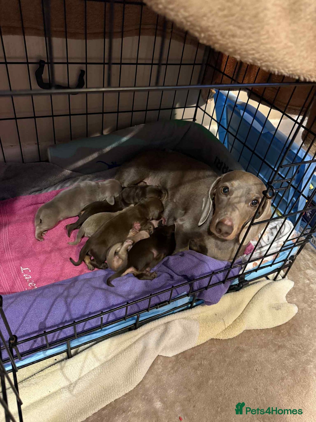 Miniature Dachshund dogs for sale: Miniature daxies - Advert 1