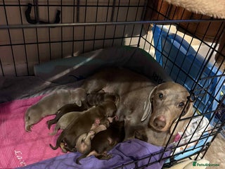 Miniature Dachshund dogs Miniature daxies - Advert 10