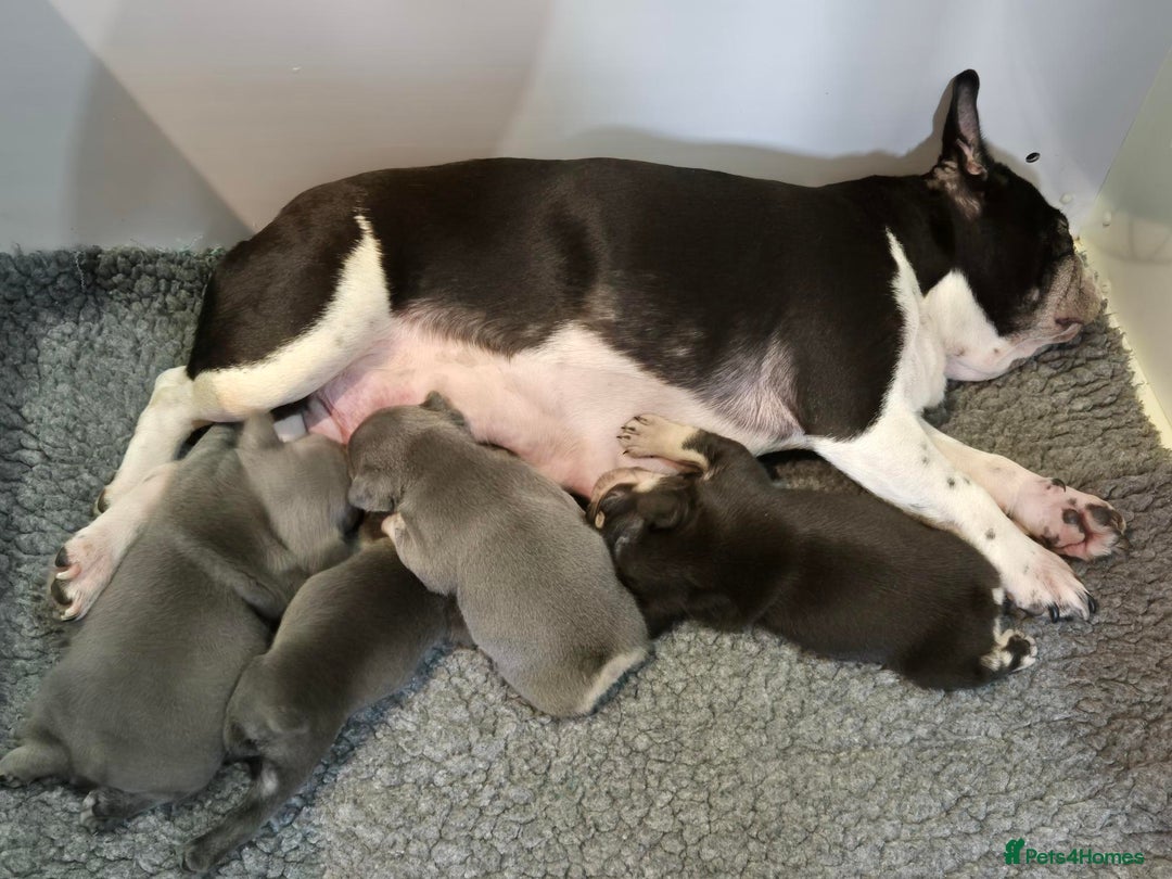 French Bulldog dogs for sale: 5* Council Licensed Breeder of 3 Stunning pups. - Advert 2