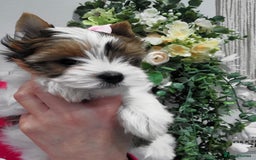 Yorkshire Terrier dogs for sale: Very Beautiful puppies, pure yorkshire terriers  - Advert 22