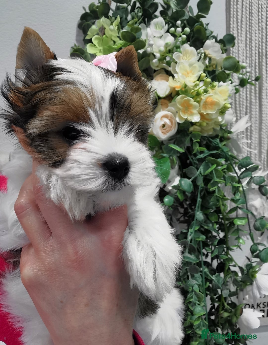 Yorkshire Terrier dogs for sale: Very Beautiful puppies, pure yorkshire terriers  - Advert 22