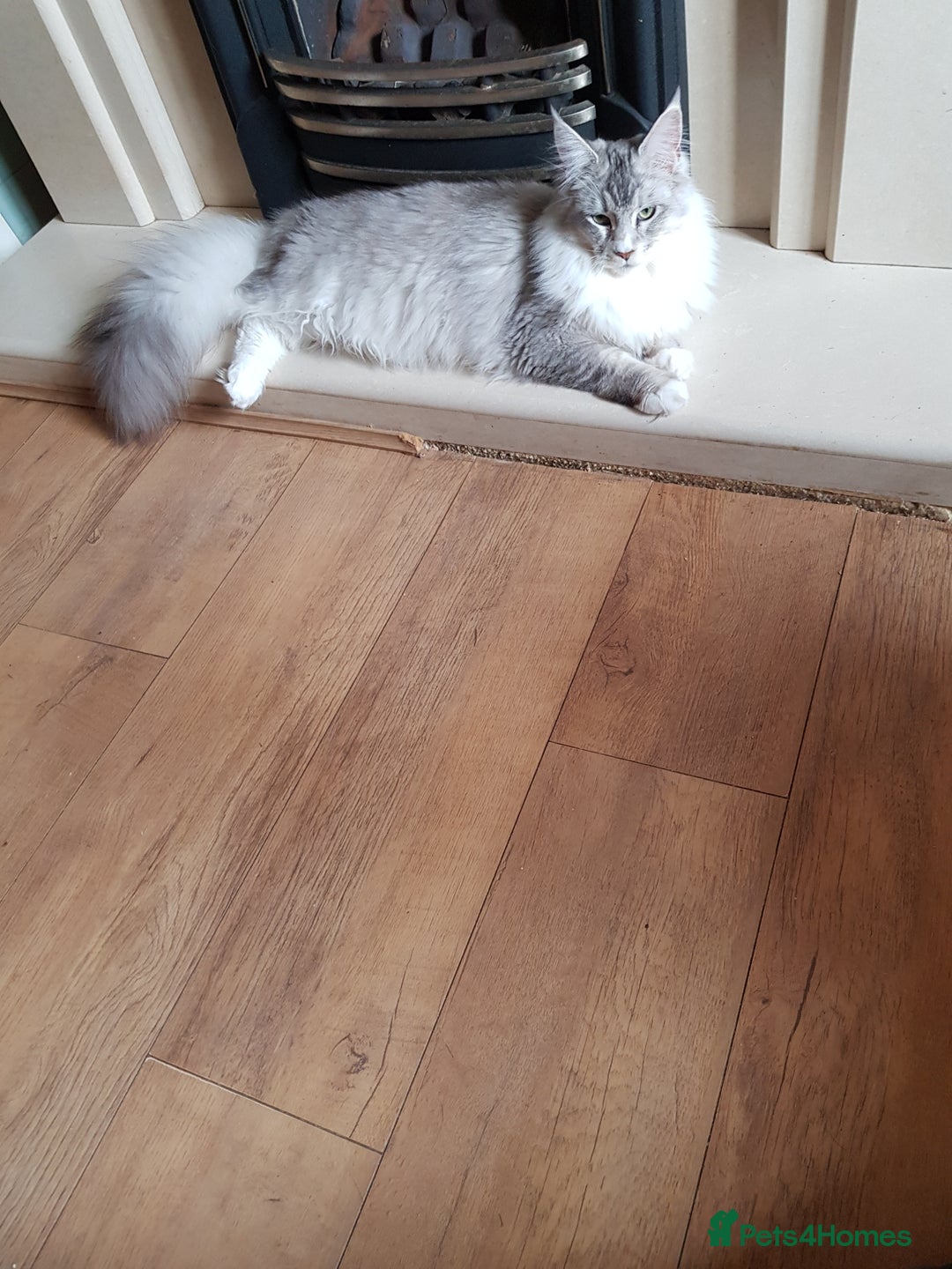 Maine Coon cats for sale: 2 stunning pure bread maine coon kittens  - Advert 6