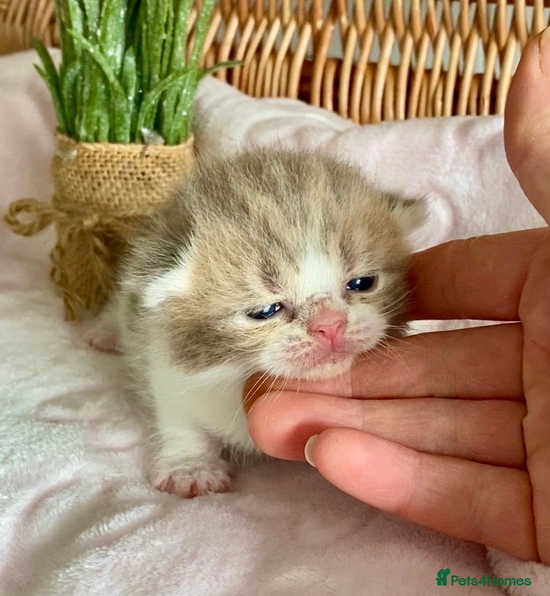 Scottish Fold cats 🧸EXTREMELY RARE TICA FAWN SCOTTISH/BSH 😻🧸 - Advert 12