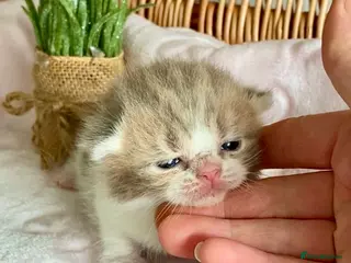 Scottish Fold cats 🧸EXTREMELY RARE TICA FAWN SCOTTISH/BSH 😻🧸 - Advert 12