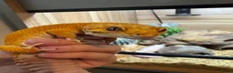 Leopard Gecko reptiles for sale: Two Leopard Geckos with Vivarium included in Chatham - Advert 1