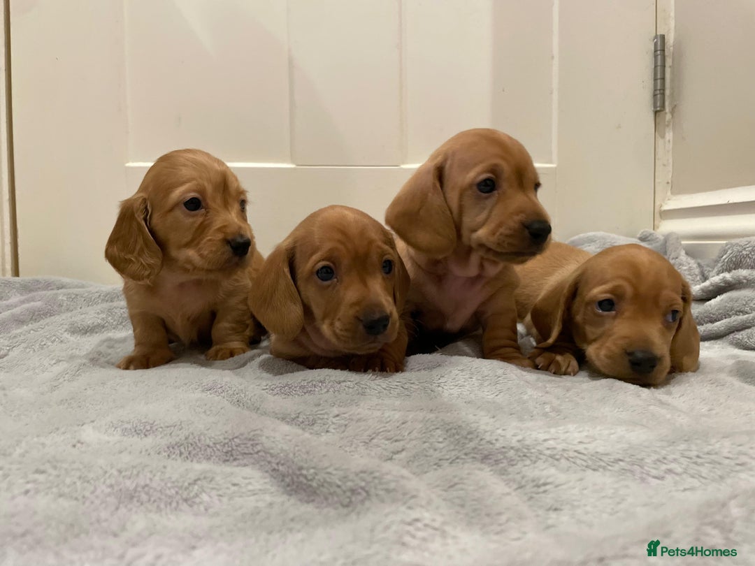 Miniature Dachshund dogs for sale: Beautiful miniature Dachshund puppies  - Image 10