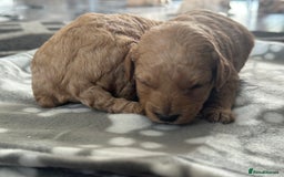 Labradoodle dogs for sale: Beautiful labradoodles for Sale  in Stoke-on-Trent - Image 15