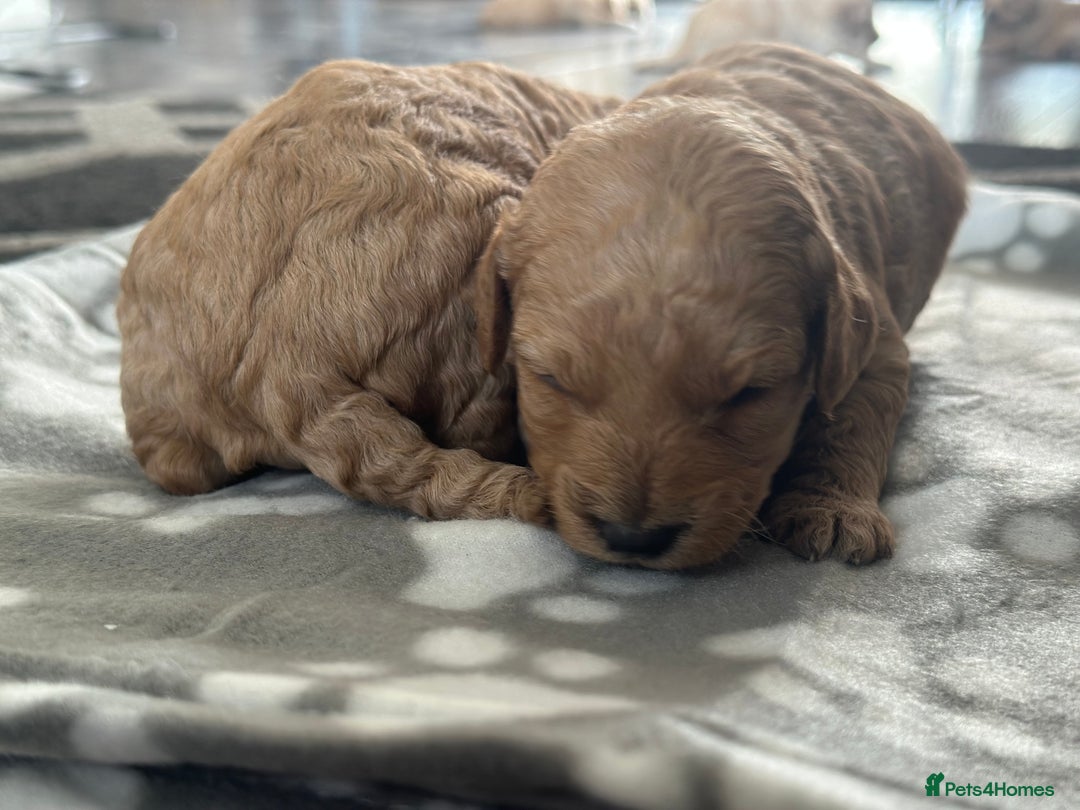 Labradoodle dogs for sale: Beautiful labradoodles for Sale  in Stoke-on-Trent - Image 15