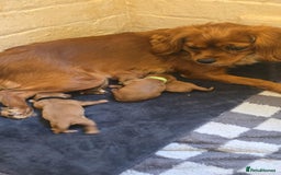 Cavalier King Charles Spaniel dogs for sale: Cavalier king charles spaniel pups - Image 5