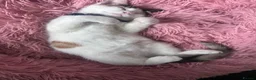 Domestic Shorthair cats for sale: Two 6 month old kittens  in Wallsend - Advert 4