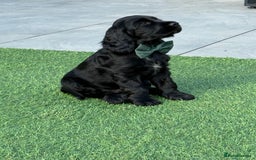 Cocker Spaniel dogs for sale: LAST BOY - Show Cocker Spaniel  in Newport - Image 2