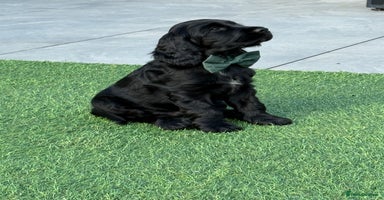 Cocker Spaniel dogs in Newport - Advert 2