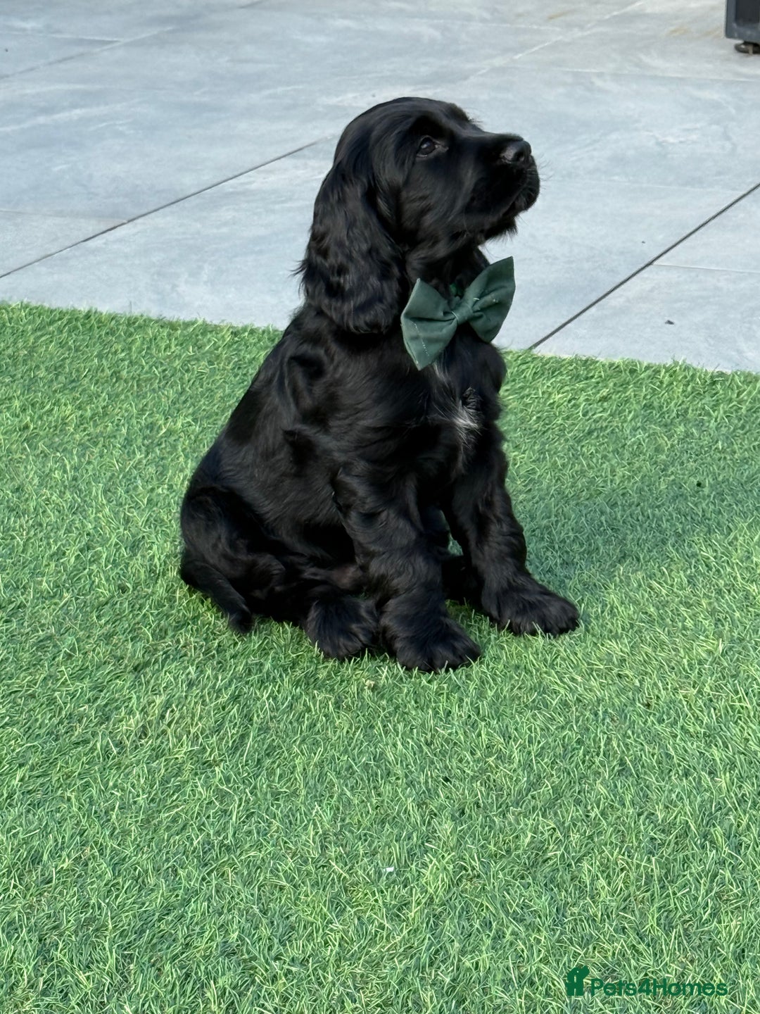 Cocker Spaniel dogs for sale: LAST BOY - Show Cocker Spaniel  in Newport - Image 2