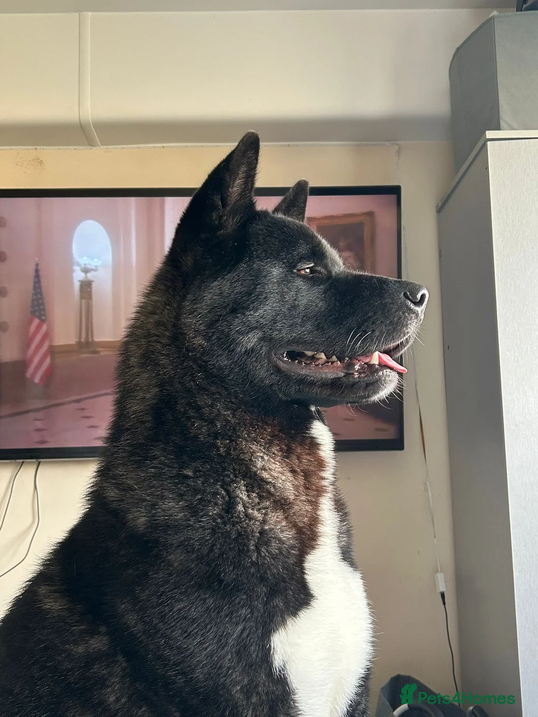 Akita dogs for stud: American Akita for stud  in Birmingham - Advert 6