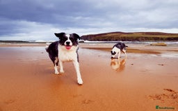Border Collie dogs for stud: *proven* health tested working merle border collie in Leeds - Image 19