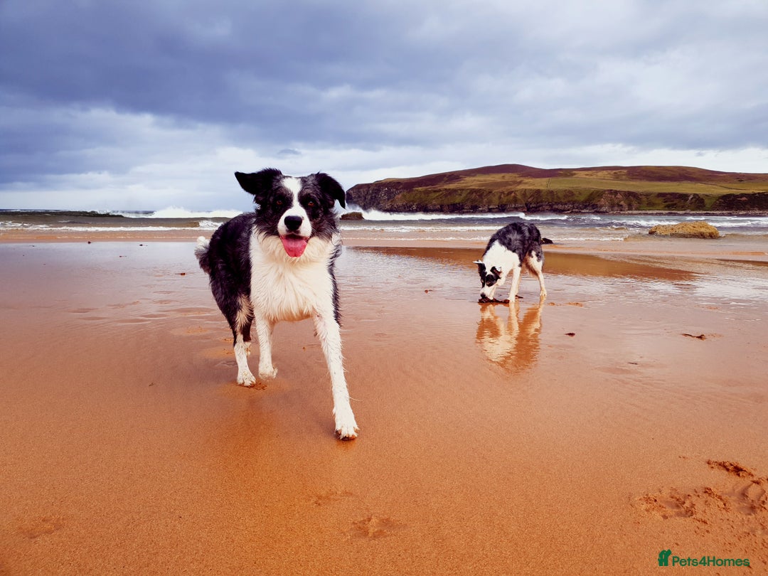Border Collie dogs for stud: *proven* health tested working merle border collie in Leeds - Image 19