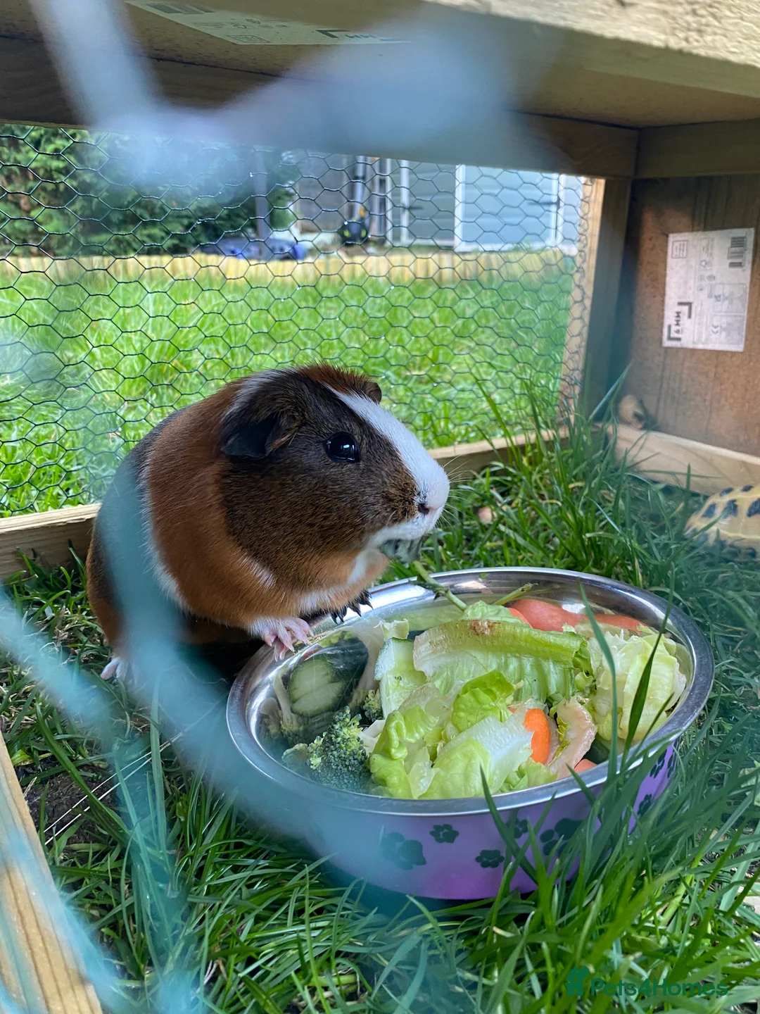 Guinea Pig rodents for sale: 2 bonded male Guinea pigs age 3 with hutch & run - Advert 2