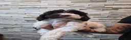 Cockapoo dogs for sale: 7 x F2 cockerpoo puppies 4 boys 3 girls - Advert 8