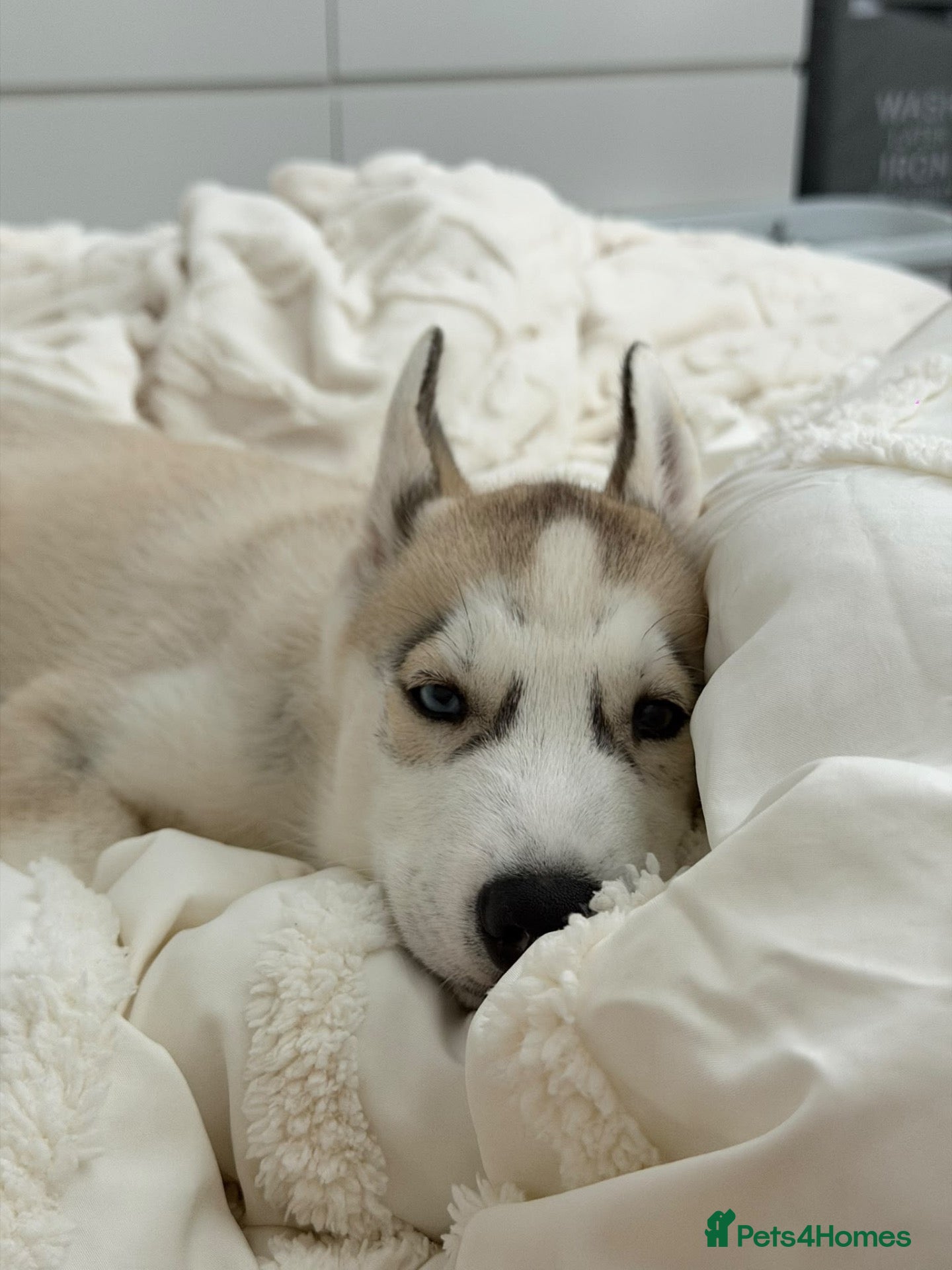 Siberian Husky dogs Siberian Husky for rehoming - Advert 2