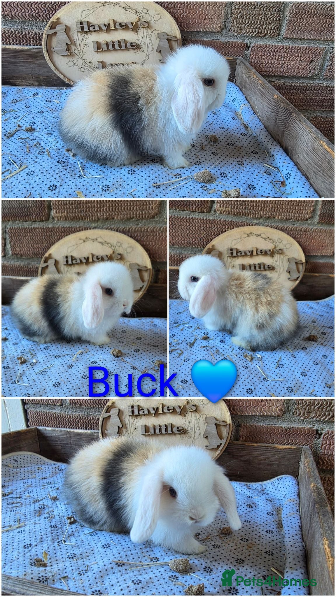 Mini Lop rabbits READY NOW Gorgeous pure breed mini lops  - Advert 2