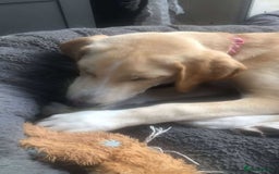 Mixed Breed dogs for adoption: **Meet Otello – The Pup with a Sparkle!** - Image 9