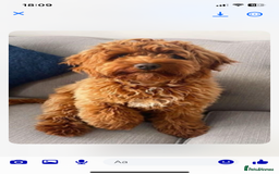 Cockapoo dogs for sale: Cockapoo - Image 1