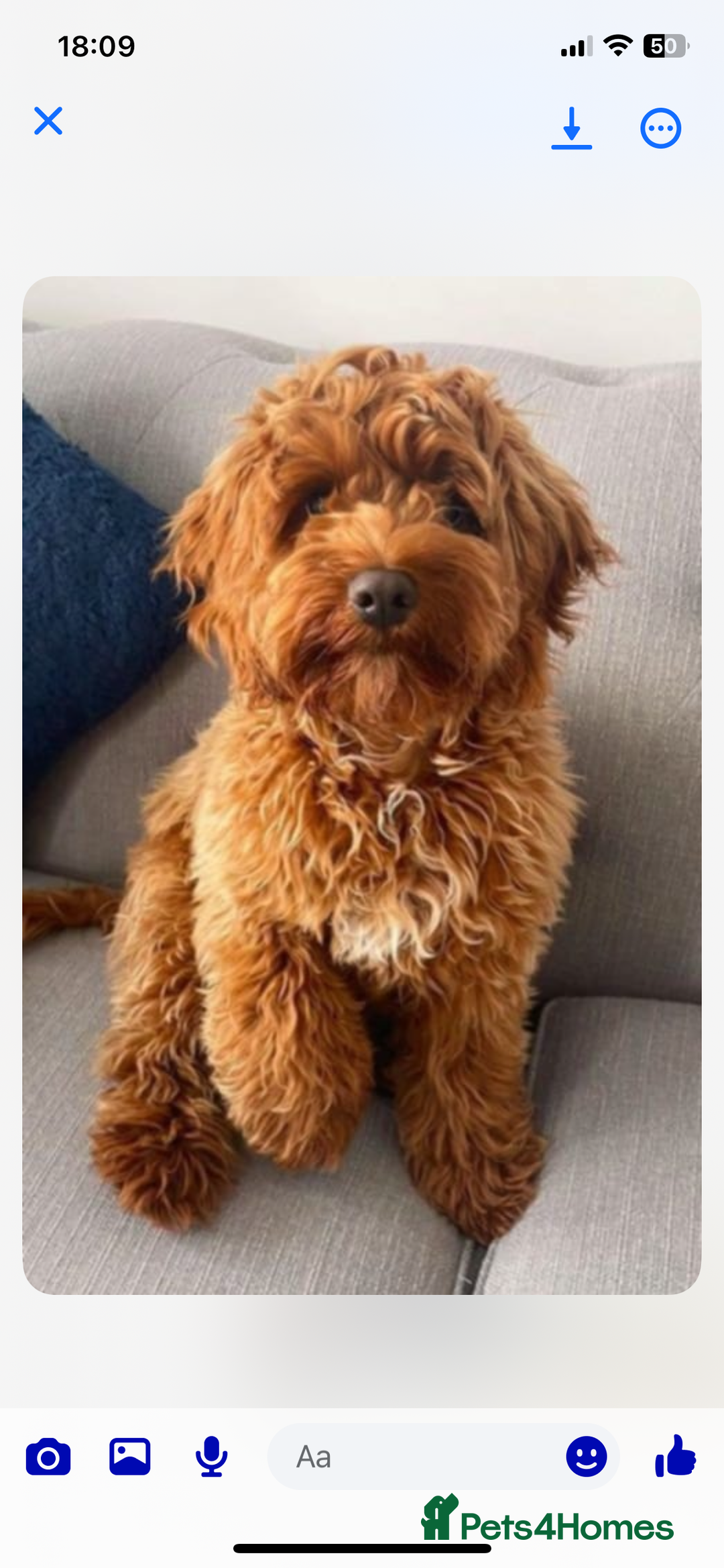 Cockapoo dogs for sale: Cockapoo - Image 1