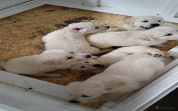 Golden Retriever dogs for sale: Chunky Golden retriever puppies for sale  - Image 7