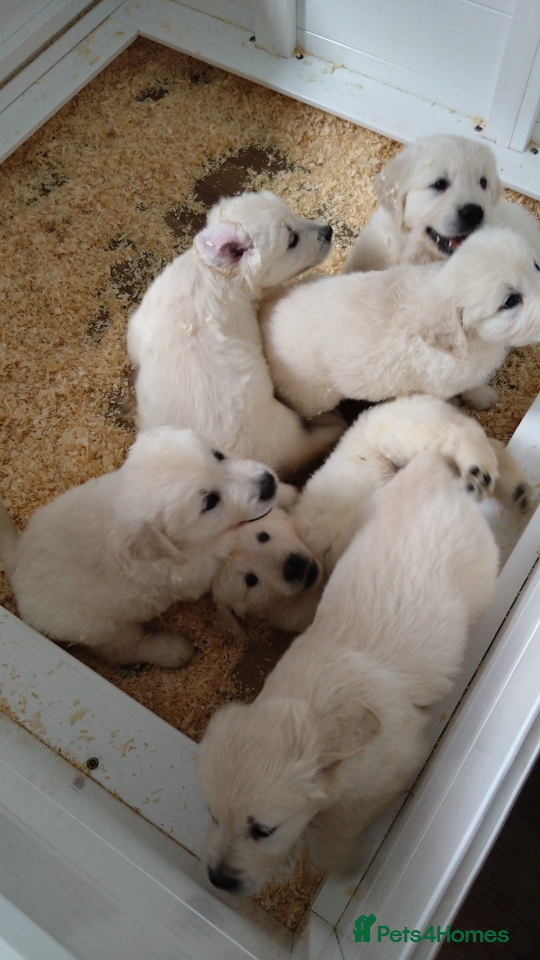 Golden Retriever dogs for sale: Chunky Golden retriever puppies for sale  - Image 7