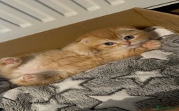 Scottish Fold cats for sale: Golden Scottish fold kittens - Image 8