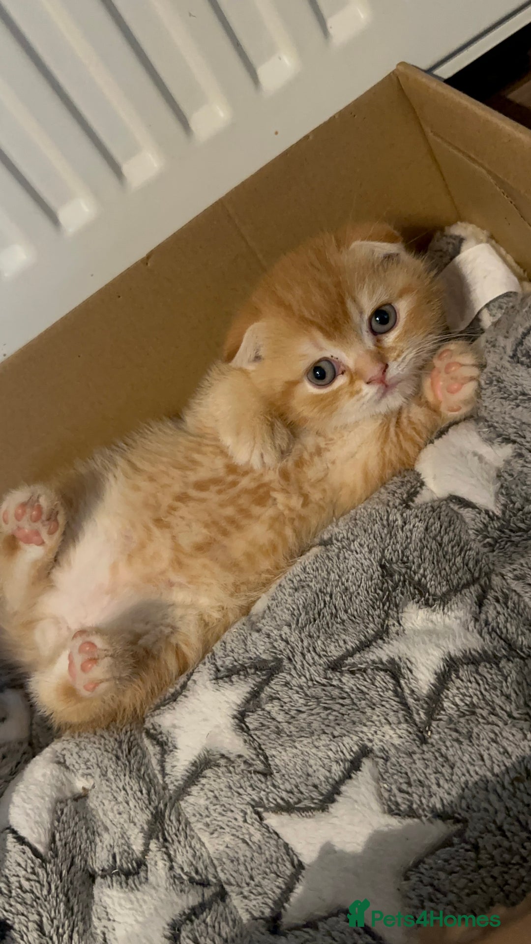 Scottish Fold cats for sale: Golden Scottish fold kittens - Image 8