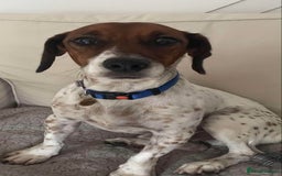 Jack Russell dogs for adoption: BENNY – WAITING FOR HIS HAPPY ENDING 🐶🏡 - Image 2
