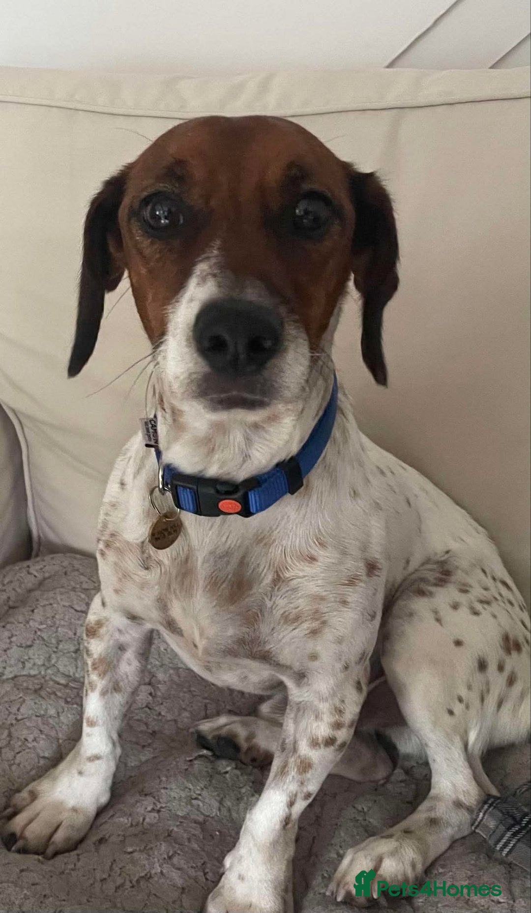 Jack Russell dogs for adoption: BENNY – WAITING FOR HIS HAPPY ENDING 🐶🏡 - Image 2