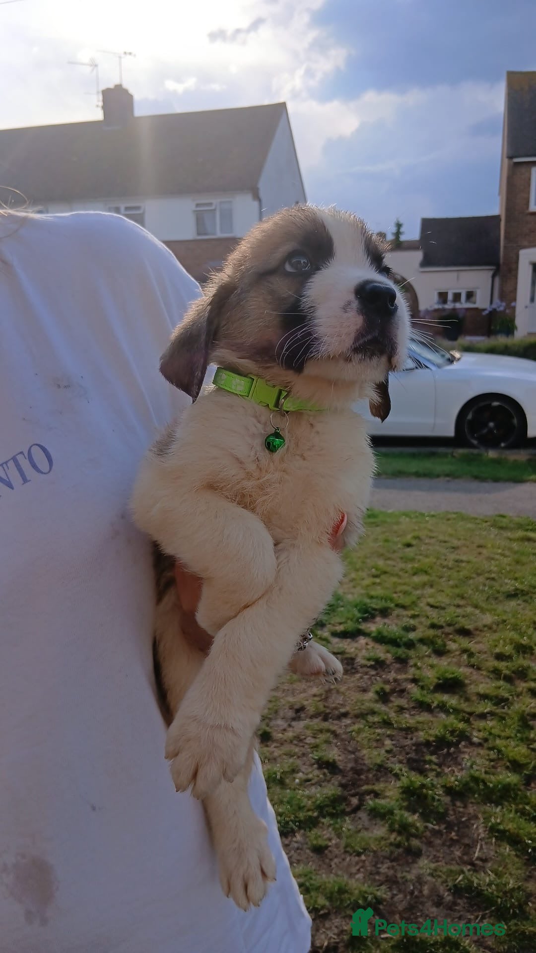 Saint Bernard dogs for sale: Saint Bernard puppies  - Image 15