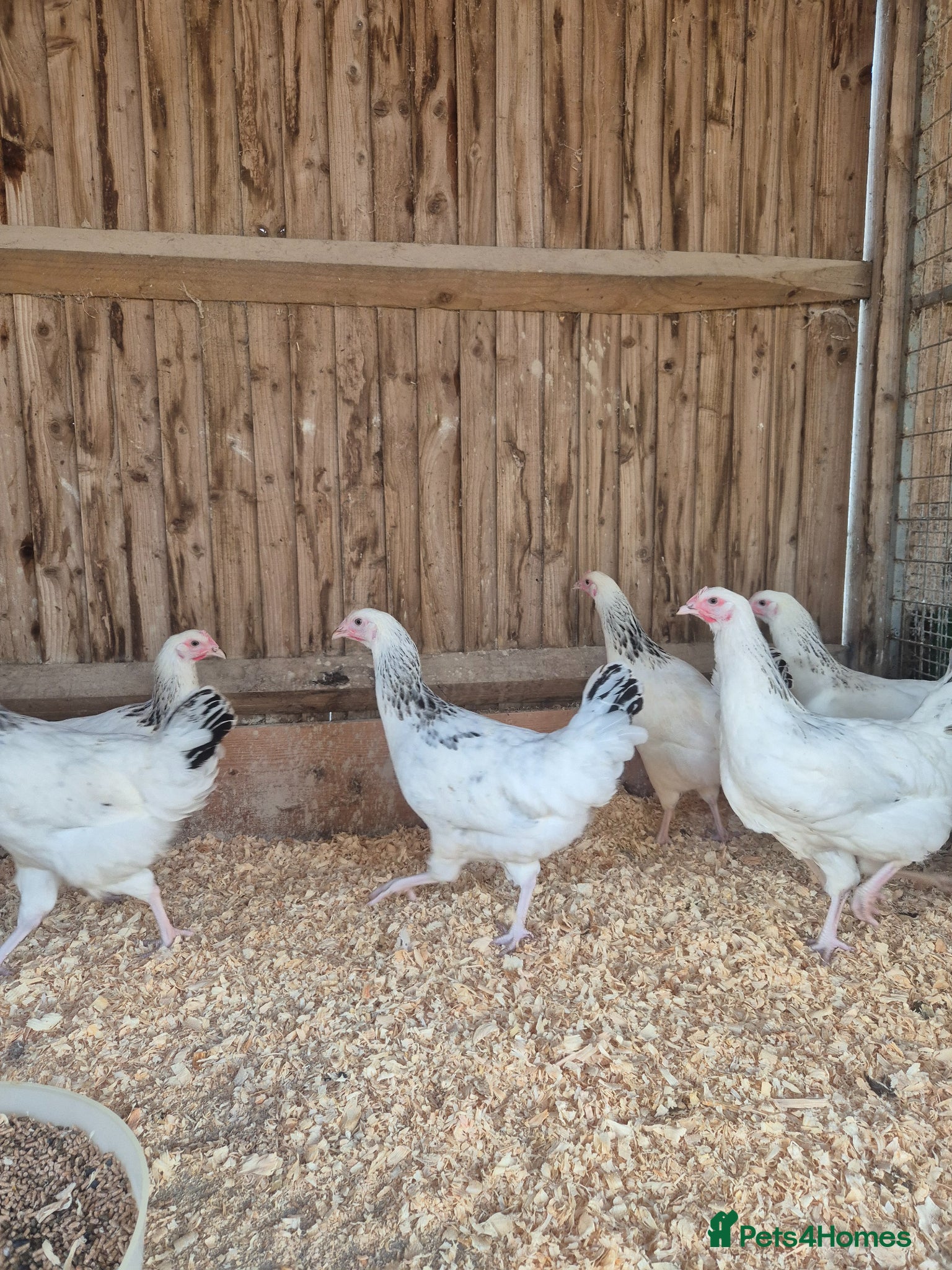 Chickens poultry for sale: Light sussex and white leggorn hens - Advert 2