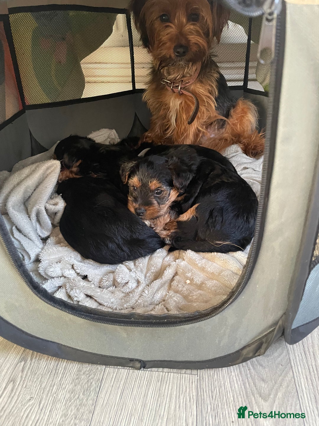 Yorkshire Terrier dogs for sale: Ready to go 2 boys snd 2 girls  - Advert 2