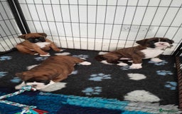 Boxer dogs for stud: KC REGISTERED BRINDLE & WHITE PROVEN STUD.   in Mexborough - Image 15