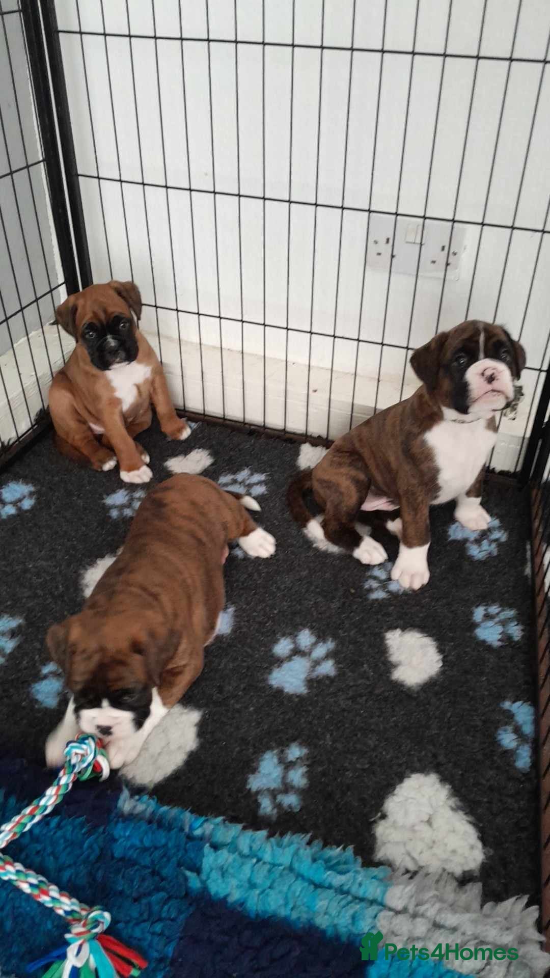 Boxer dogs for stud: KC REGISTERED BRINDLE & WHITE PROVEN STUD.   in Mexborough - Image 15