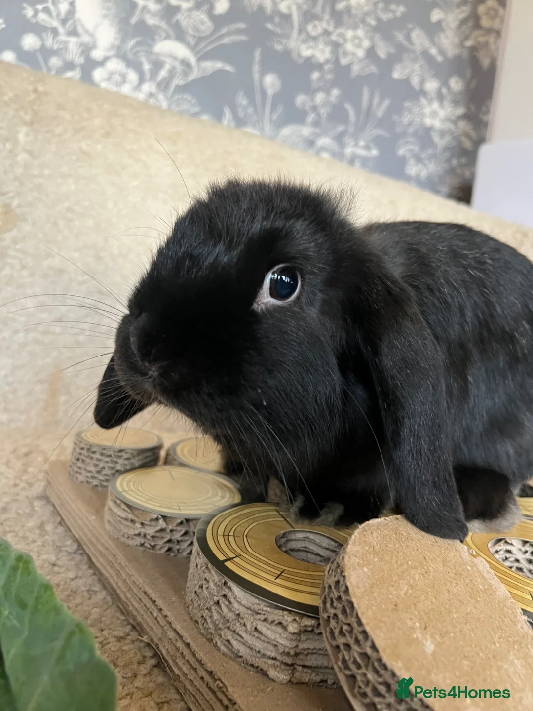 Mini Lop rabbits for sale: 2 Female mini lops  - Advert 2