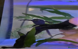 Newt reptiles for sale: Sharp ribbed newts  - Image 3