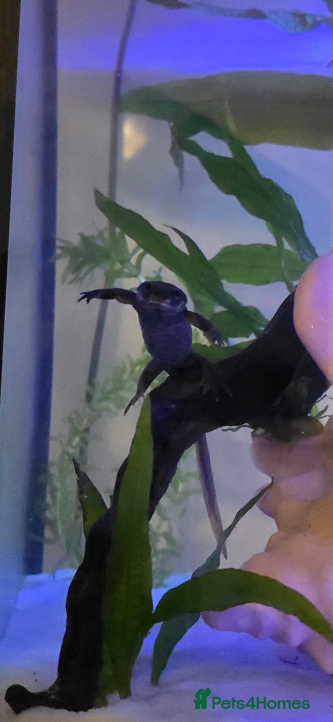 Newt reptiles for sale: Sharp ribbed newts  - Image 3