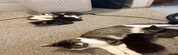 Mixed Breed cats for sale: 6 Gorgeous Kittens – Short & Fluffy –  - Advert 1